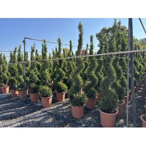 Cyprusovec leylandský (Cupressocyparis leylandii) ´CASTLEWELLAND GOLD´- výška 180-200 cm, kont. C24L - ŠPIRÁLA